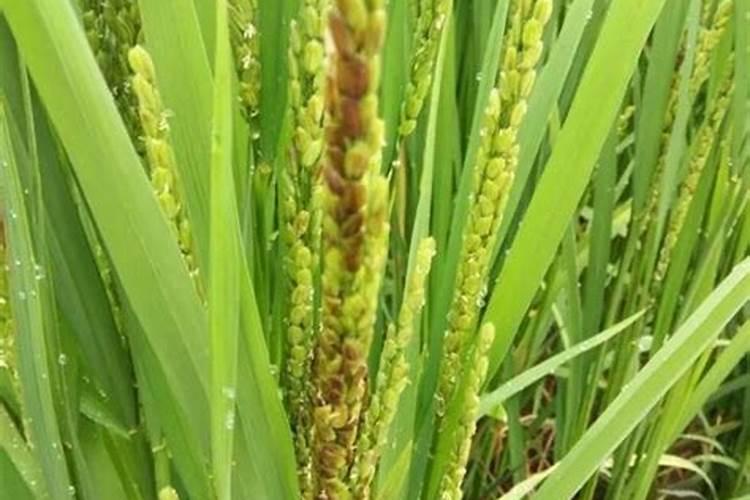 如何培养小球藻