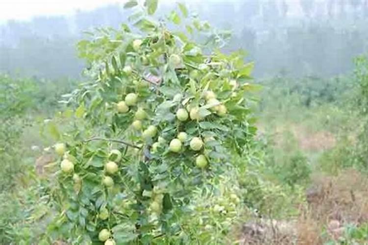 果树用什么水溶肥效果好？