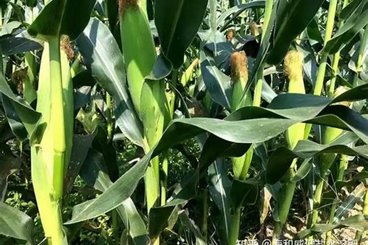 懒汉肥料怎么使用