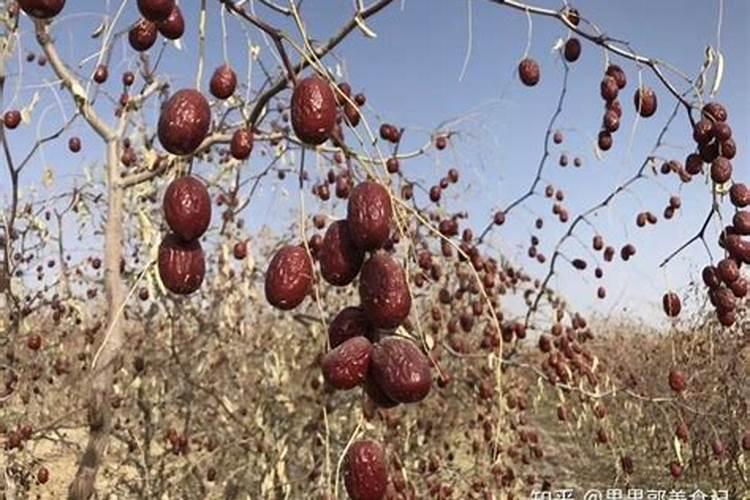 对枣树施肥离树根多远最好