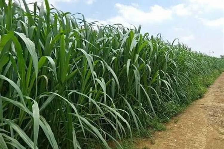 苜蓿草的种植方法