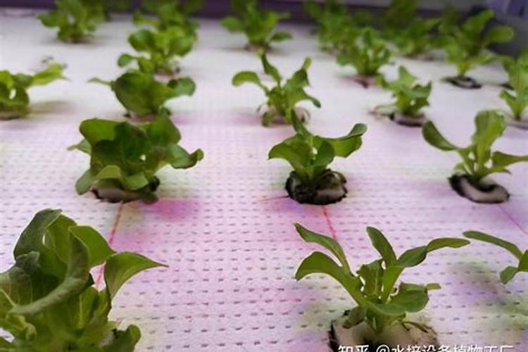 意大利生菜上金边怎么办？