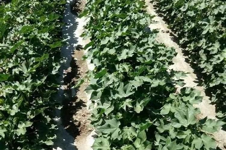 朝天椒的种植方法