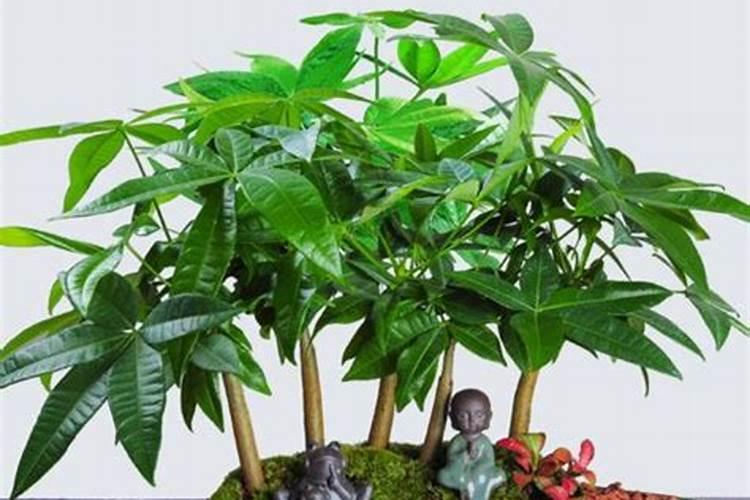 发财树浇什么肥料好