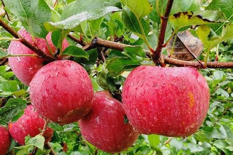 台湾大青枣种植条件