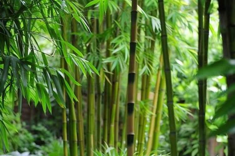 如何让竹子快速生根