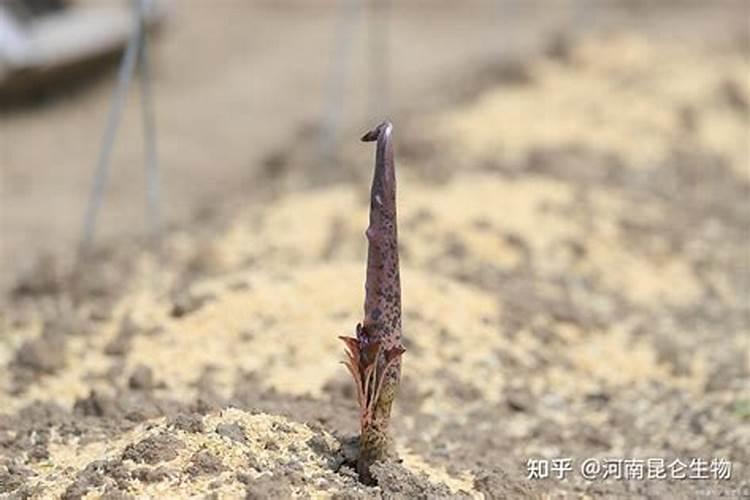 魔芋用什么肥料产量高 附施肥注意事项