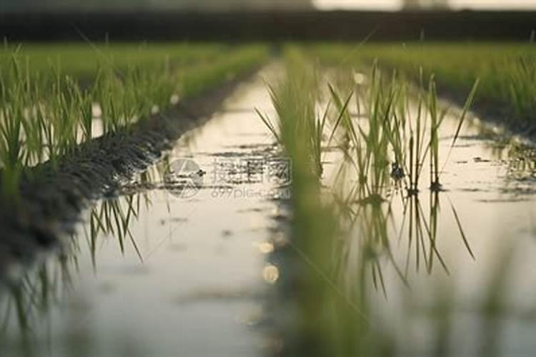 海南省儋州市那大镇有哪些农场