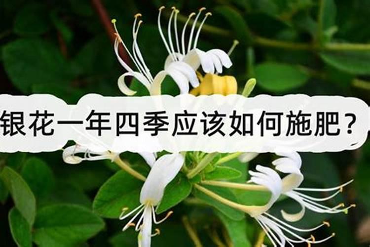 金银花施什么肥最好