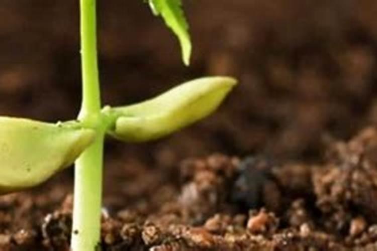 懒汉肥料怎么使用？