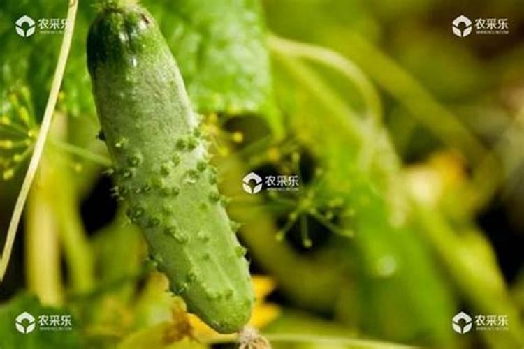 小麦专用肥都有什么牌子