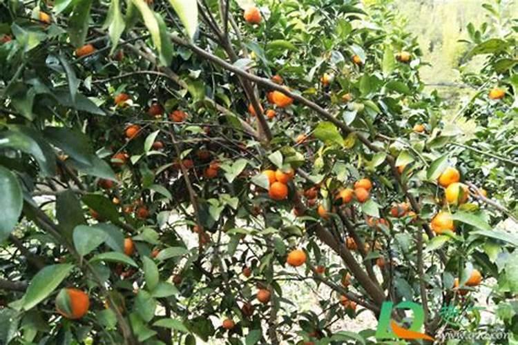 砂糖橘如何施肥 分享种植砂糖橘施肥技术经验