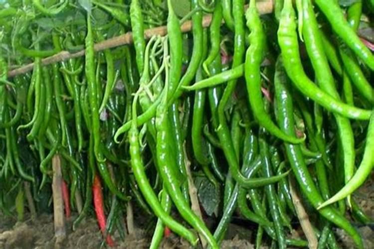 养花肥料:硫酸亚铁作肥料怎该怎么用