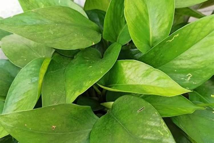 绿萝施什么肥最好