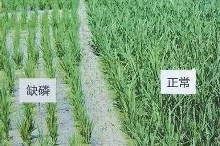 碳氨磷肥稻田用量多少