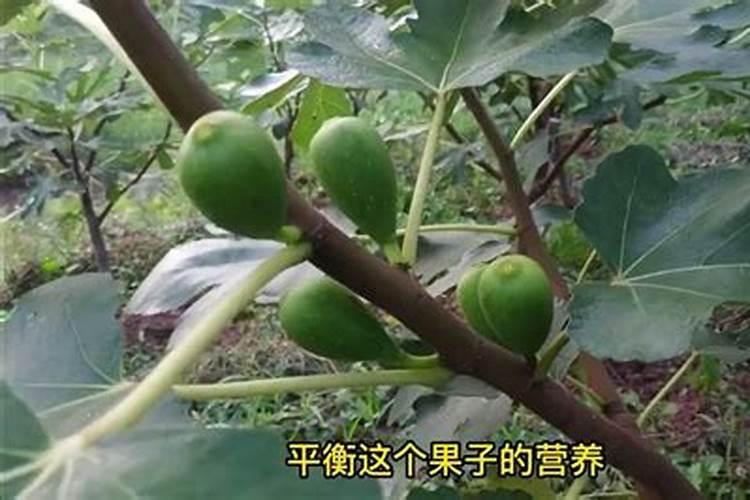 无花果怎么施肥又大又甜？