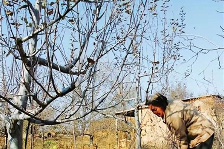 果树用什么复合肥好