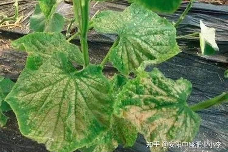 水桶底部的绿色对人体有害吗