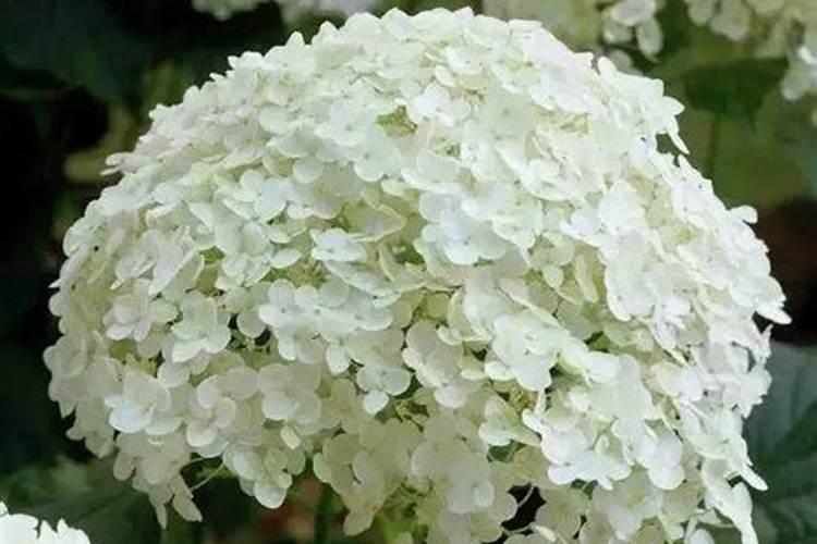 重庆幸福华庭公租房在哪里