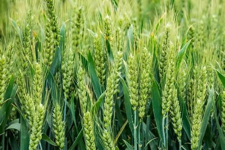 复合肥怎么施效果最好