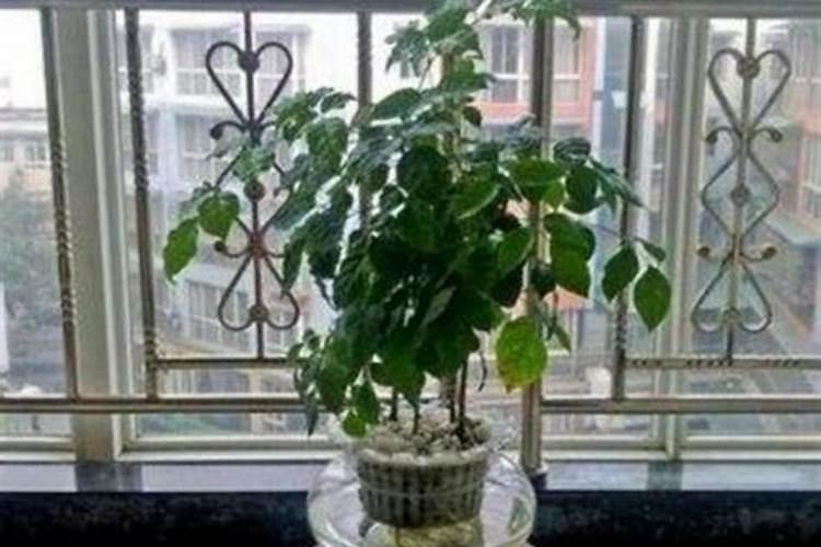 幸福树喂化肥可以吗