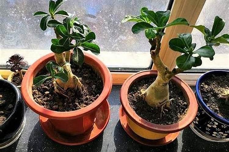 王祥林的新型叶肥再显神威