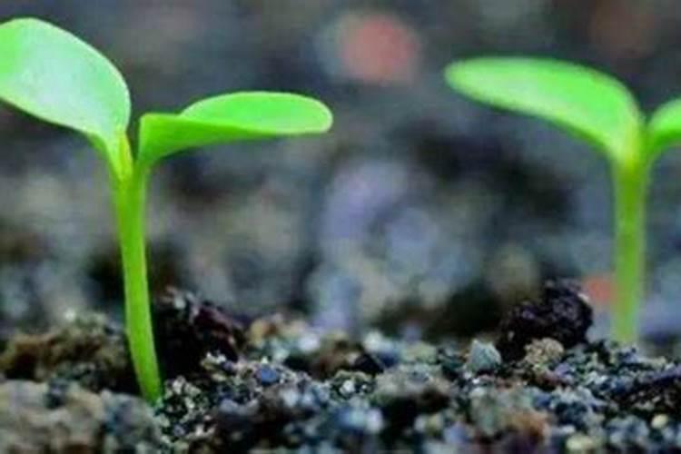 什么是磷肥 磷肥促进植物什么生长