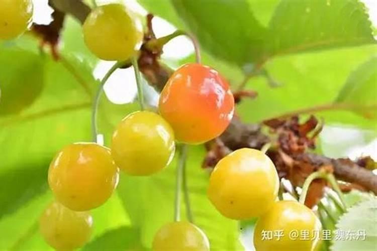 番茄几月份种植 番茄的种植时间简介