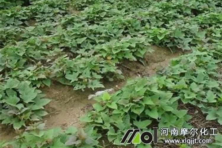 柿子树叶子发黄怎么回事