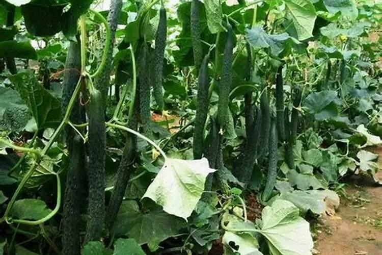 黄瓜如何种植(黄瓜种植时间及技术要点)