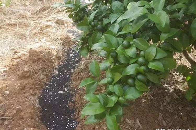 南方广东果树什么时候施秋肥最好