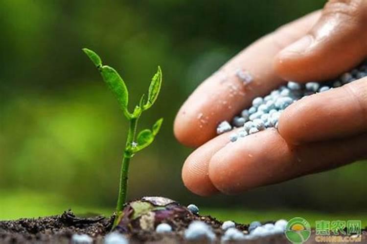 高氯肥料适合什么作物