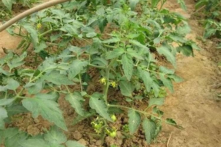 畅销全球46国的颗粒水溶肥