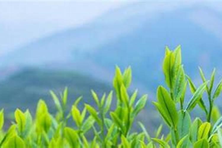 茶叶做肥料怎么发酵