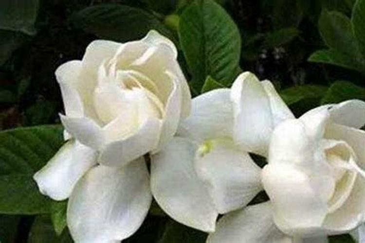 五指毛桃种子怎么培育？