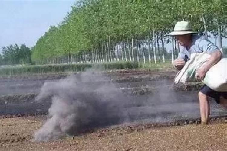 ？？烧草灰后马上可以种植物吗