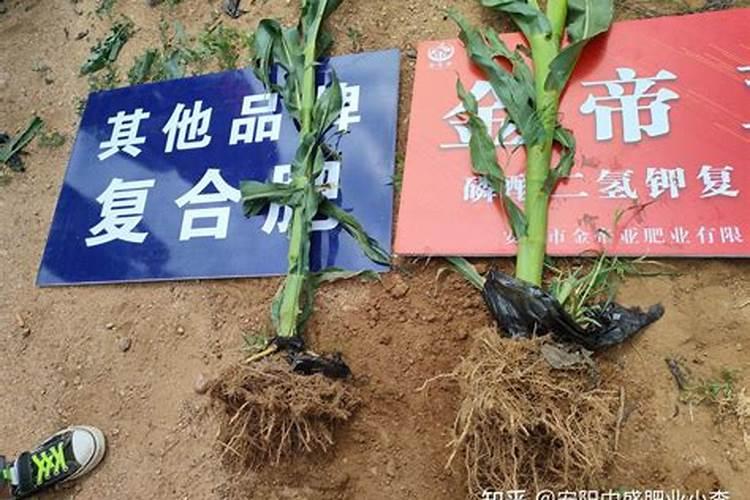 养根护根的肥料都有哪些