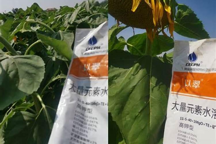 锌肥对玉米的作用