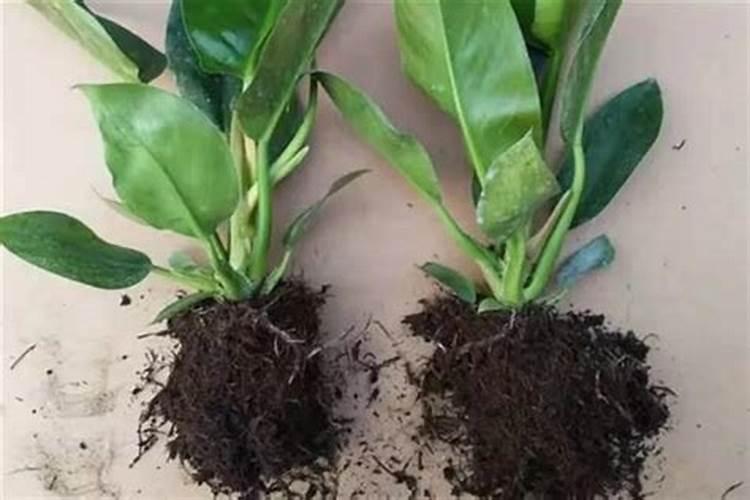 多肉使用什么肥料浇水最好