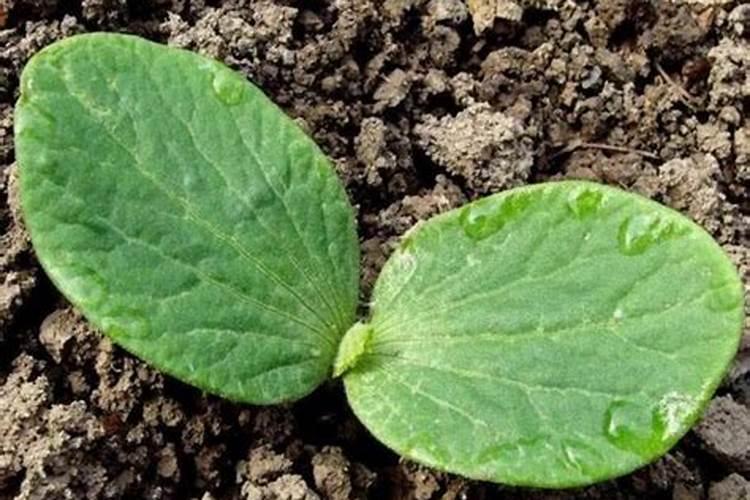 南瓜不能使用的三种肥料分别是什么？有什么需要注意的？