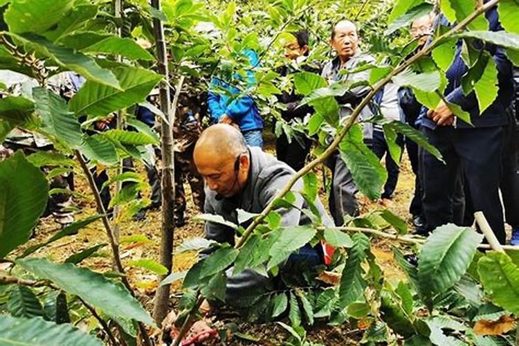 板栗用什么复合肥好 板栗树施肥用什么肥料最好