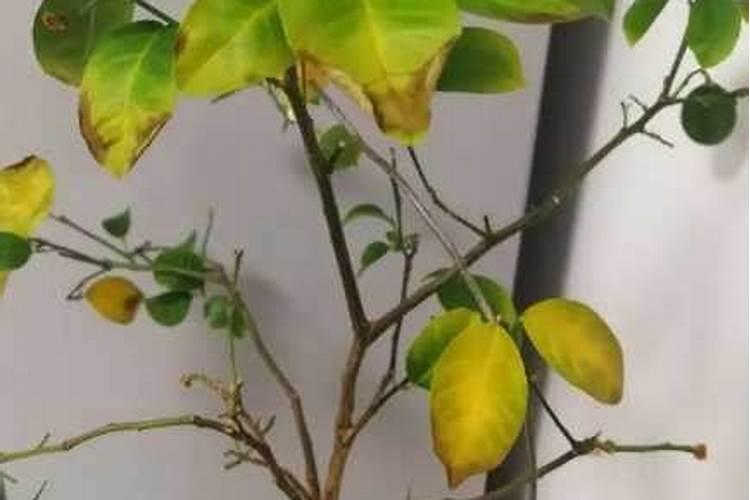 柠檬树叶子发黄怎么办