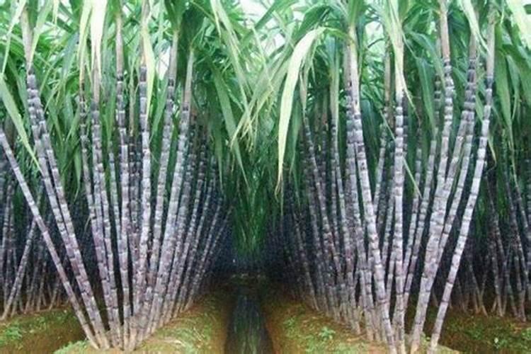 土豆追肥用什么肥料？用了这些肥料土豆养得活才怪