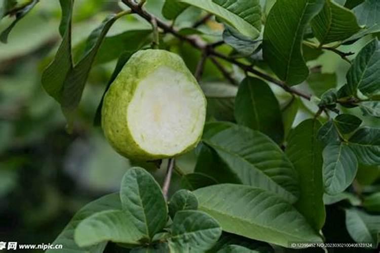 芭乐的花果要叫怎么办？