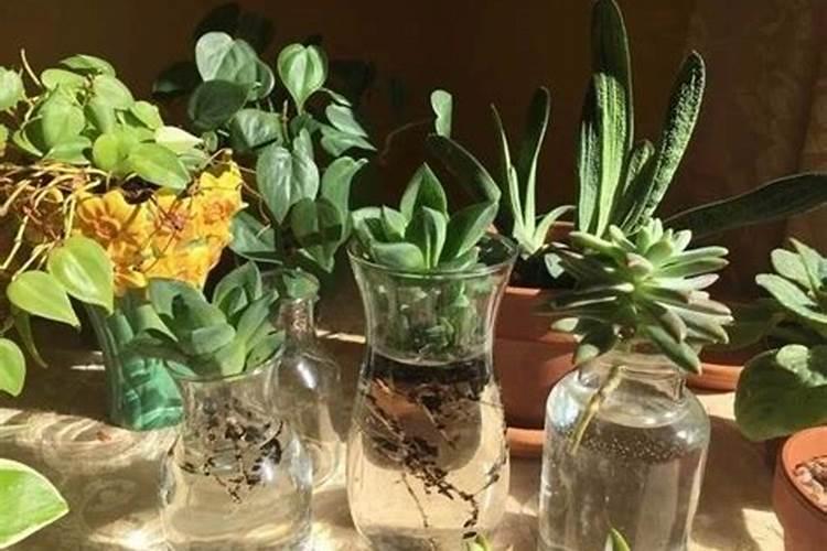 国内比较好水溶肥厂家有哪些