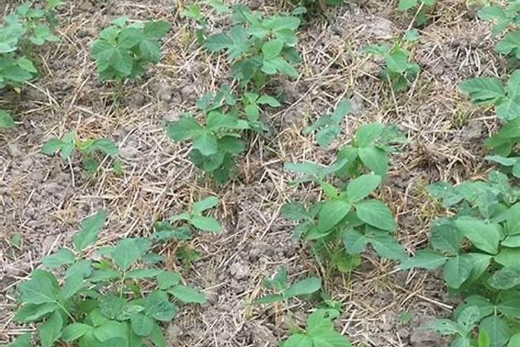 大豆花打什么叶面肥好？