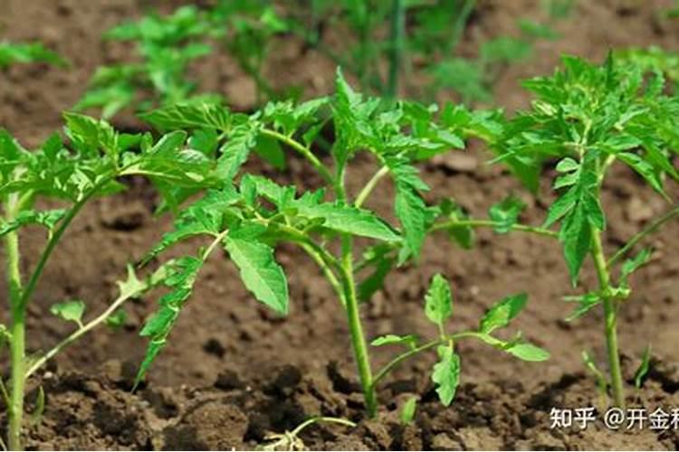 海棠怎么施肥:时间和方法