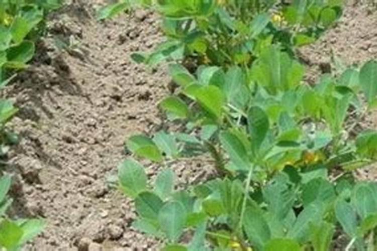 黄豆叶面肥什么时打合适