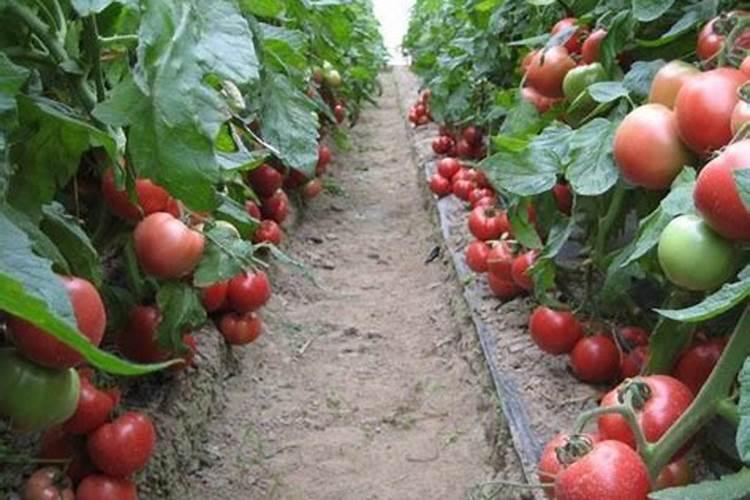 槟榔树用中量元素肥适合几月份下肥