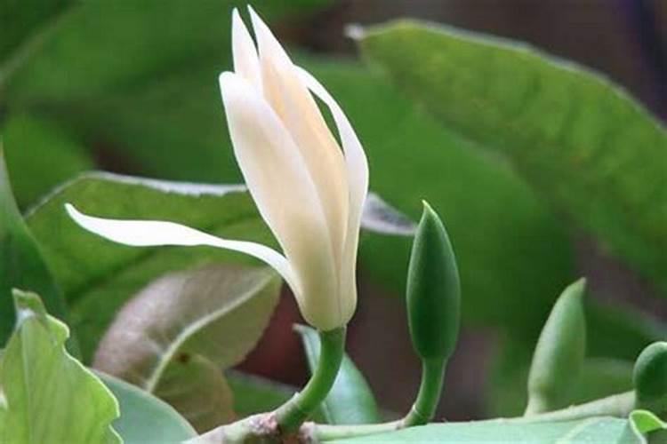 红提用什么肥使果实迅速膨大？红提水溶肥用法